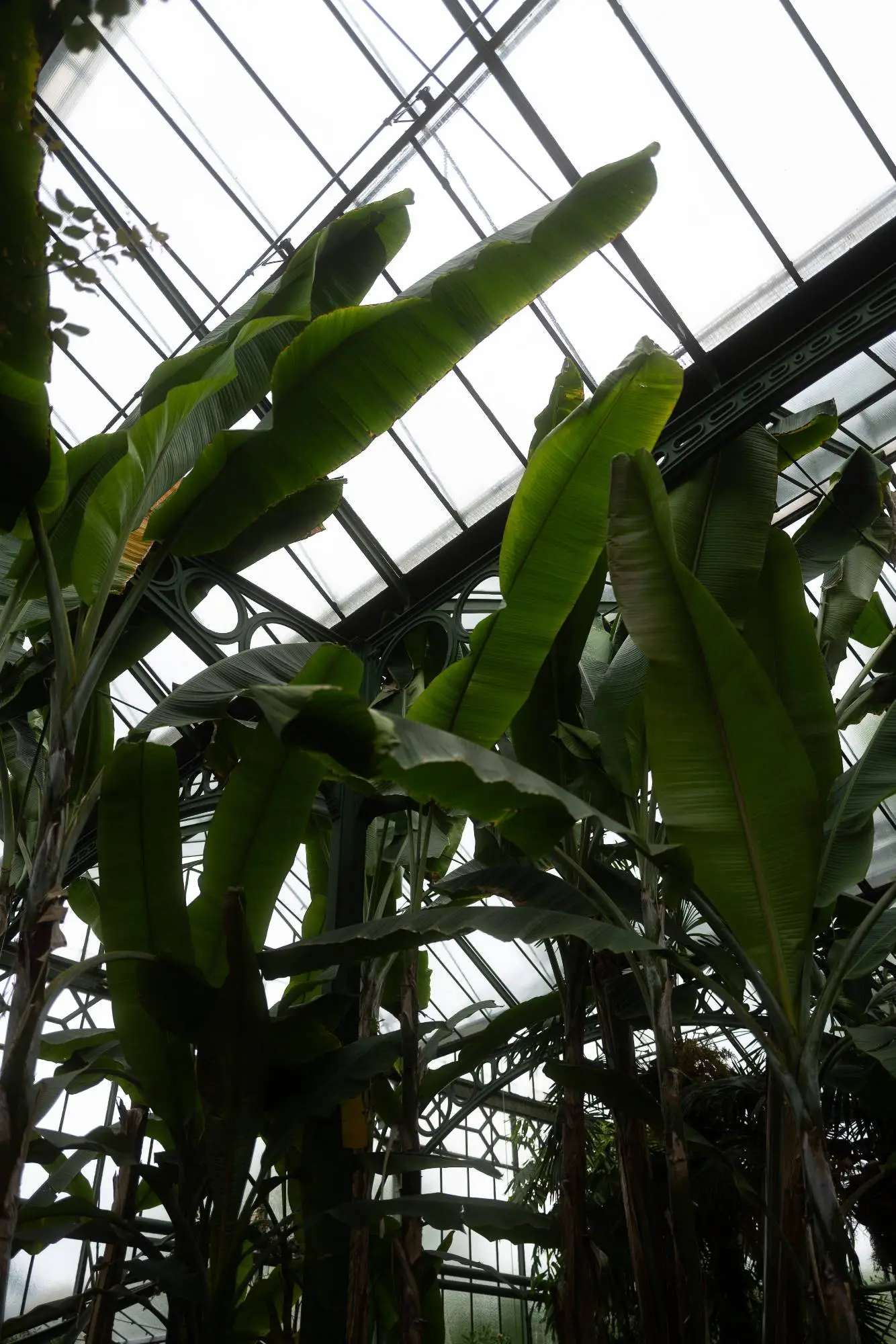 aussergewoehnliche-hochzeitsfotografie-stuttgart-botanischer-garten-location Tropische Pflanzen im Gewächshaus des Botanischen Gartens – außergewöhnliche Hochzeitsfotografie in Stuttgart mit Naturkulisse.