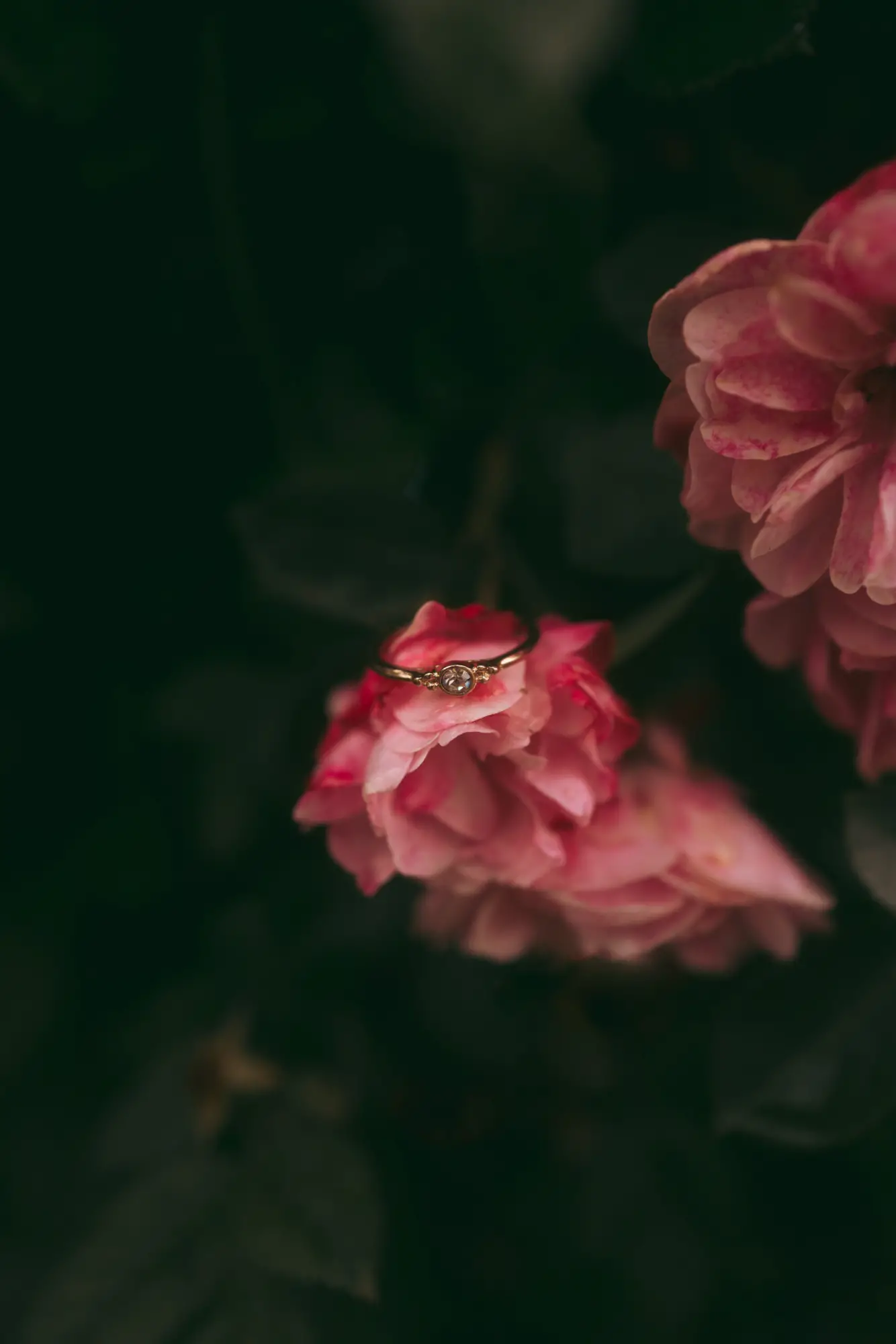 Ein stiller Moment voller Symbolik – zarte Ringe auf Rosenblättern, eingefangen in einem natürlichen Spiel aus Licht, Farbe und Bedeutung.