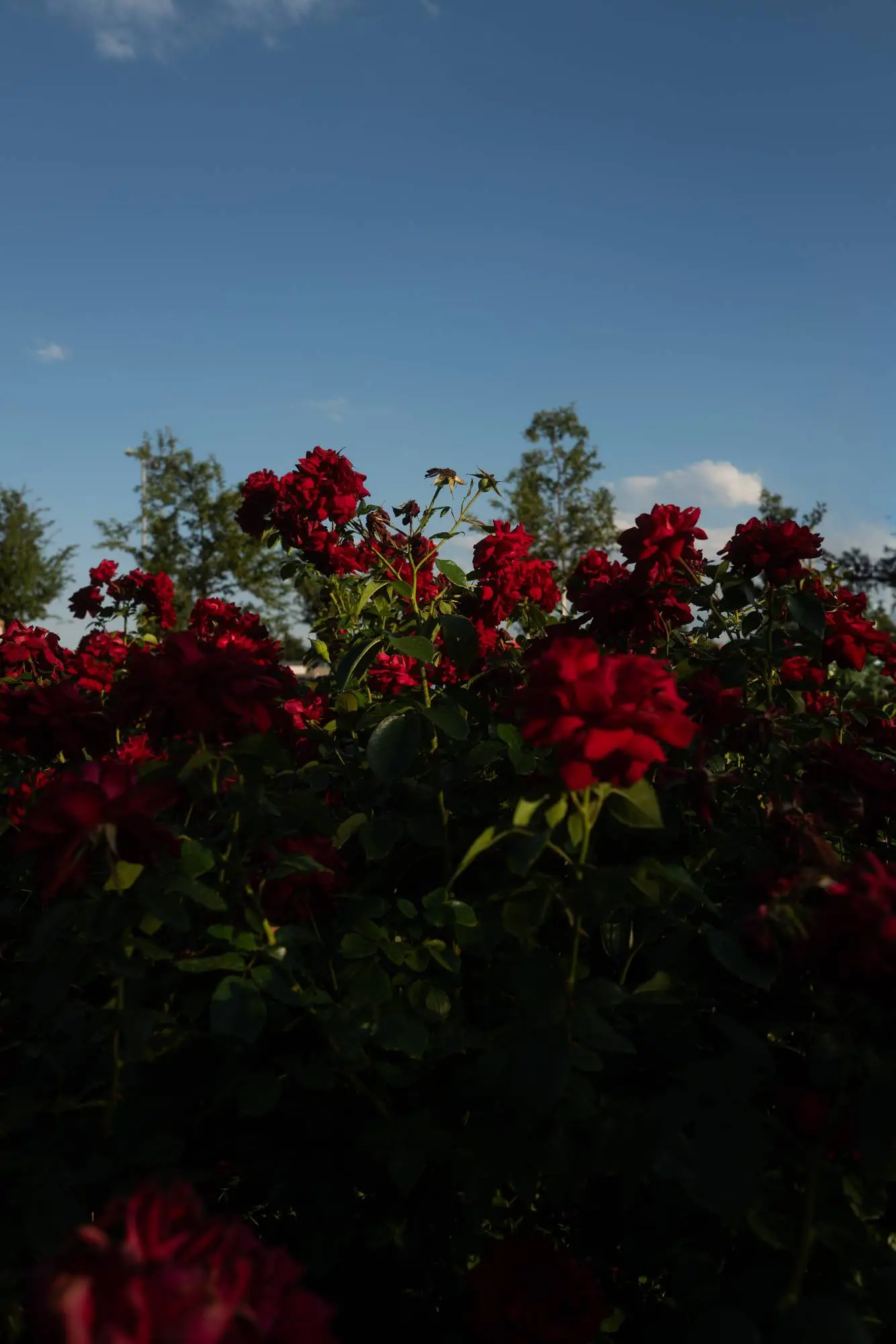 Ein intensives Rot von Rosensträuchern vor blauem Himmel bei Tageslicht. Moderne dokumentarische Hochzeitsfotografie mit stimmungsvoller Bewegung in der Natur.