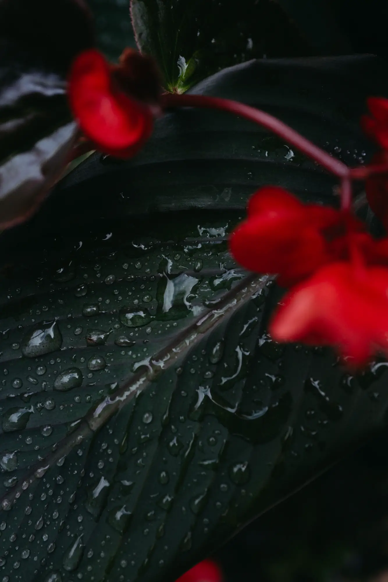 Rote Blüten vor dunklem, nassem Blatt im natürlichen Licht – moderne dokumentarische Hochzeitsfotografie